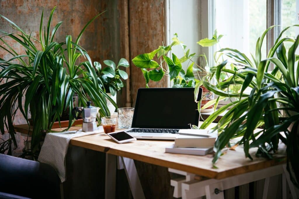 homeoffice arbeitsplatz mit vielen pflanzen am fenster, kein moos aber natuerliche atmosphaere als voraussetzung fuer mooswaende im buero